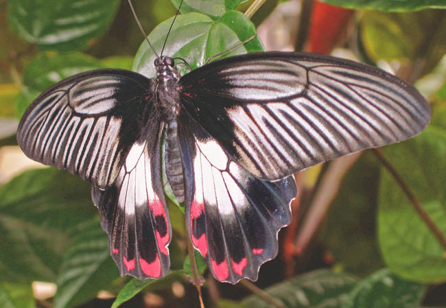 Mormon Butterfly