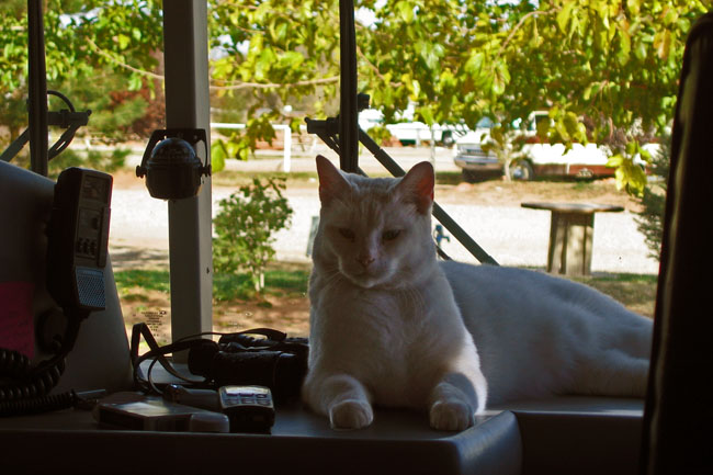 Bus cat