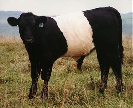 Oreo Cow