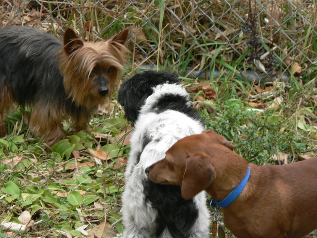 Winston, Naina, and Rusty